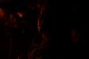 DSC%200544con.JPG