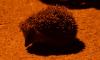DSC%200569con.JPG